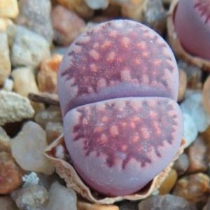 lithops salicola bacchus