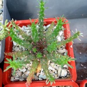 euphorbia gorgonis