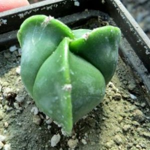astrophytum quadricostatum nudum