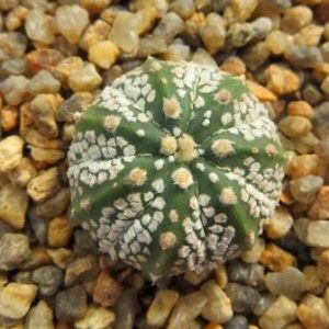 astrophytum super kabuto