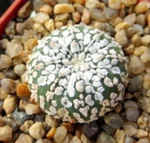 astrophytum super kabuto  v typ