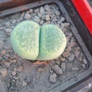 lithops terricolor Green Sandpoort