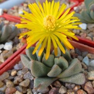 aloinopsis orpenii каудексальный