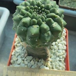 Euphorbia gymnocalycioides