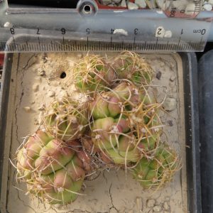 gymnocalycium denudatum