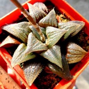 haworthia hybrids