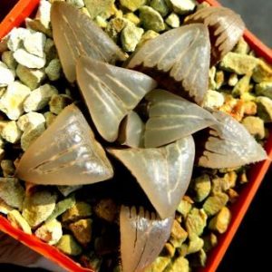 haworthia mutica