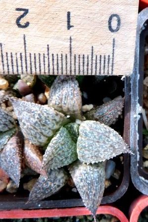 haworthia esterhuizenii