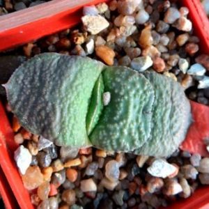 gasteria armstrongii Renny Wong
