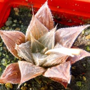 aloe haworthia hybrid
