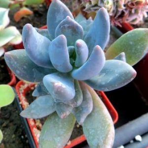 Pachyveria   spec.