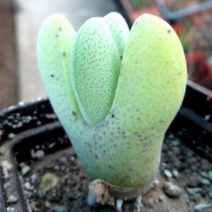 cheiridopsis pillansii elisore