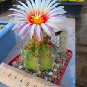 astrophytum senile aureum pink flowers
