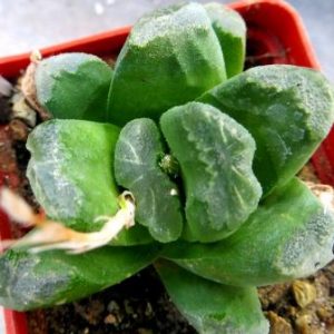 haworthia maughanii hybrid
