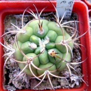 427.202 VG 865 gymnocalycium zegarrae