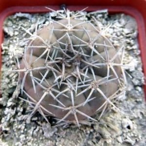 gymnocalycium triacanthum p124