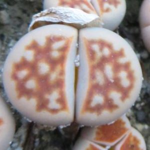 lithops karasmontana lateritia
