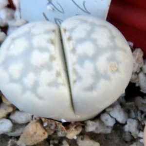 lithops julii с 297