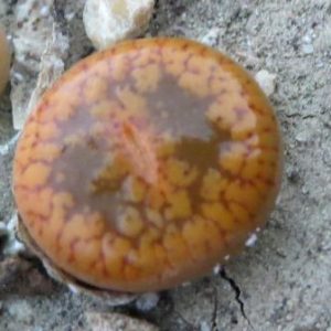 lithops aucampiae C 333