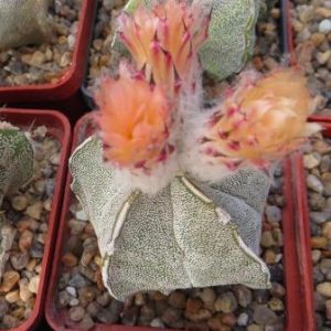 astrophytum onzuka hybrid