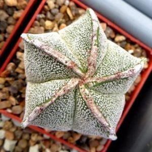 astrophytum onzuka