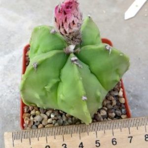 astrophytum fukuryu