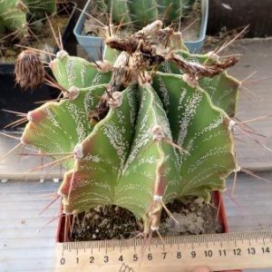 astrophytum ornatum v. mirbellii