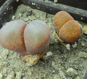 optalmophyllum tribneri +ophthalmophyllum verrucosum