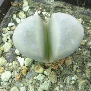 lithops meyeri