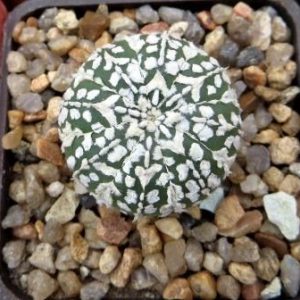 astrophytum v type