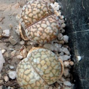 lithops salicola reticulata