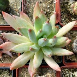 graptopetalum rusbyi