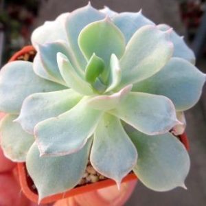echeveria subsessilis