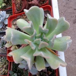 echeveria topsy turvy