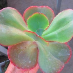 echeveria hybrid