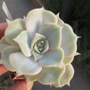 Echeveria Lilacina