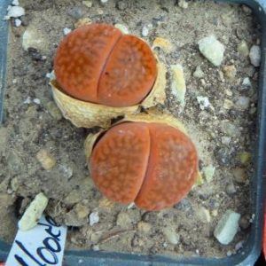 1616.222 lithops hookeri