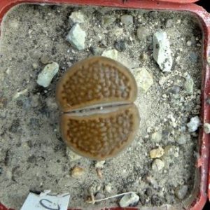 1701.58 lithops terricolor peersii C 376