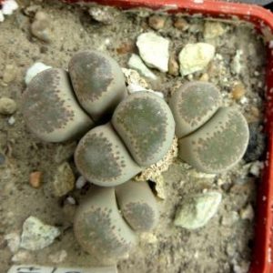 1701.58 lithops terricolor peersii C 376