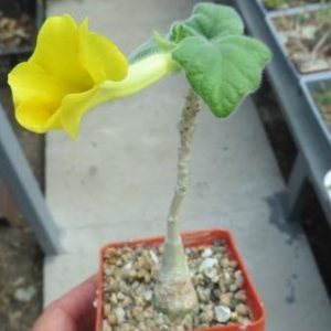 uncarina roeoesliana