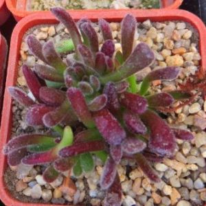 crassula pubescens