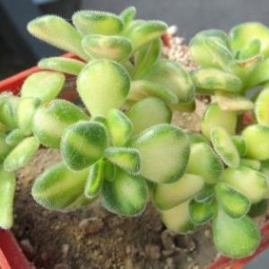 aeonium mini variegata