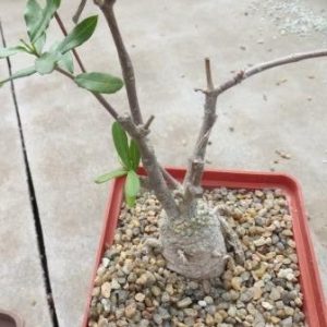 fockea edulis