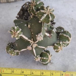 Astrophytum hybr. -Japan- s