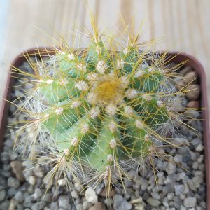 Notocactus magnificus