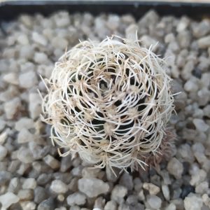 Sulcorebutia albissima