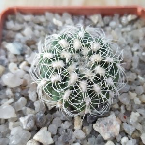Gymnocalycium bruchii albispinum