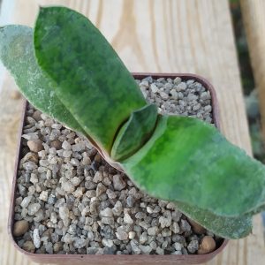 Gasteria glomerata