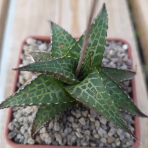 Haworthia tesselata
