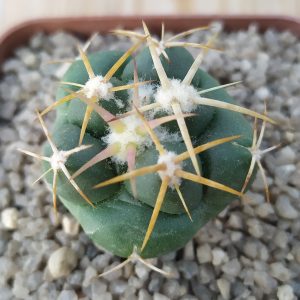 Coryphantha elephantidens